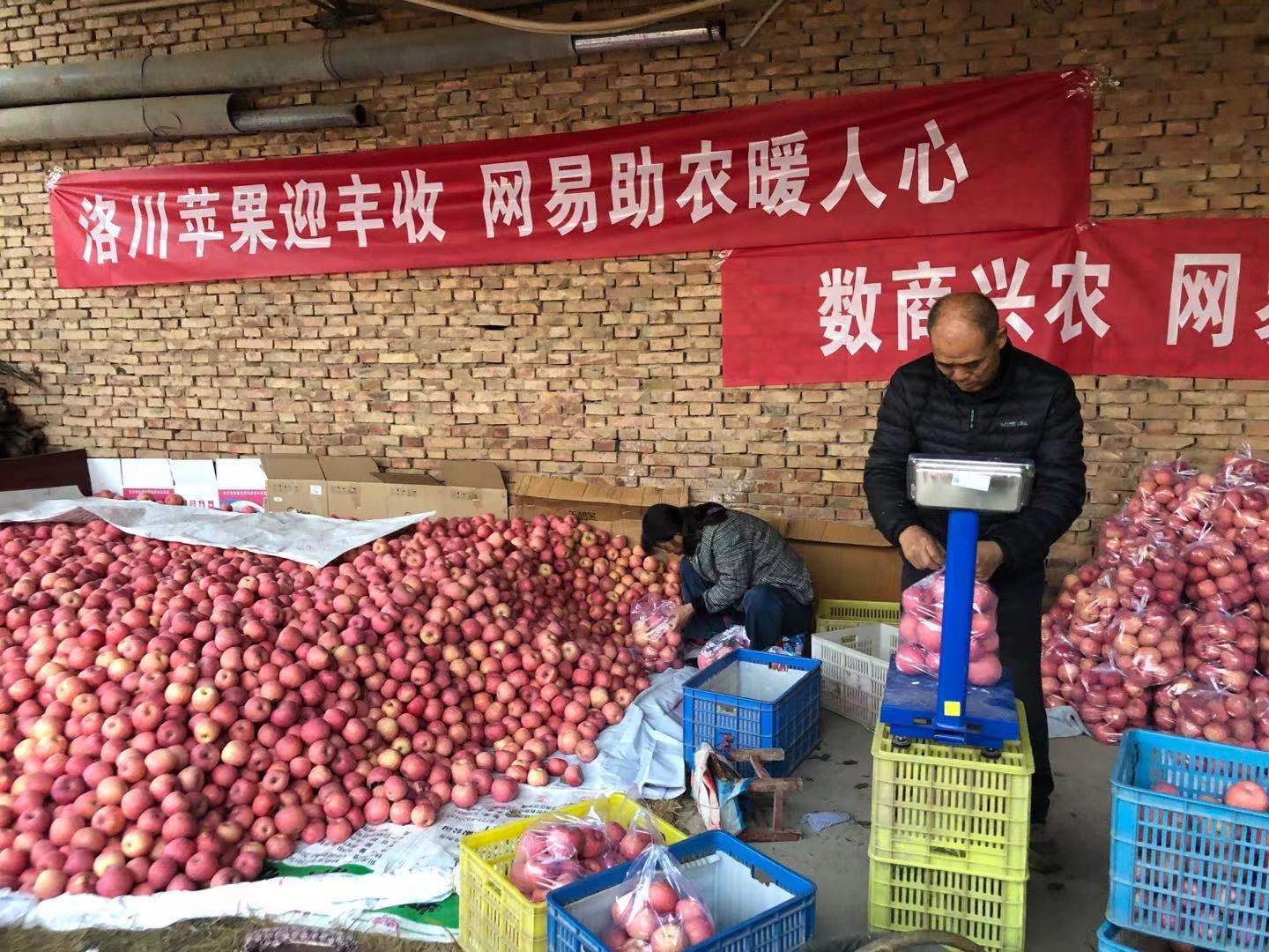 网易严选带货陕西苹果，数商兴农助力共同富裕