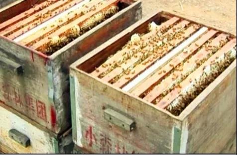 小森林，延续中华养蜂文明