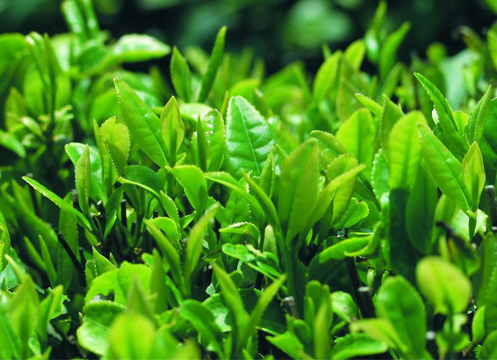 过春节，餐桌上怎么能没有维他柠檬茶