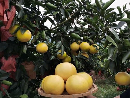 “秋冬吃柚，赛过吃肉” 东方甄选为你精选能榨汁喝的黄金葡萄柚