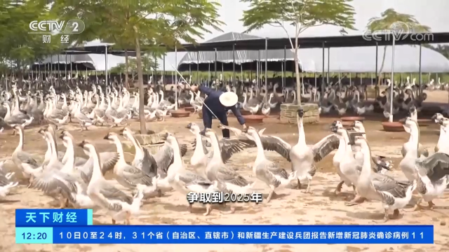 广东预制鹅上了央视，出了海，对河南固始预制鹅块的借鉴意义/河南郑州预制菜产业展