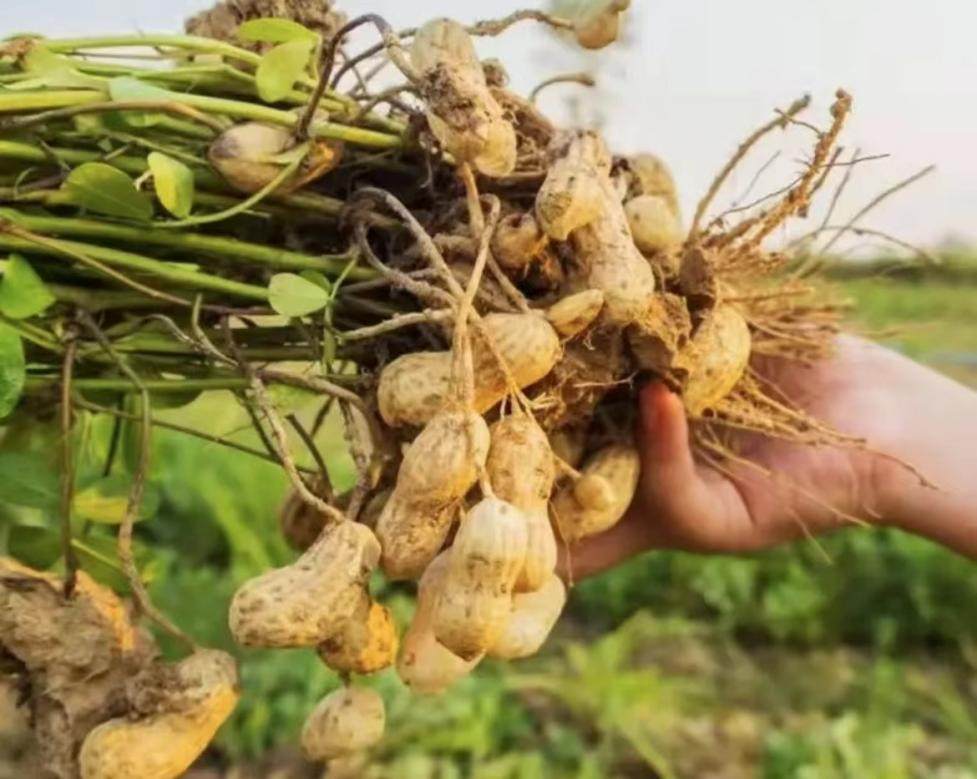 花生里的黑珍珠你见过吗？东方甄选带你品尝营养的富硒花生