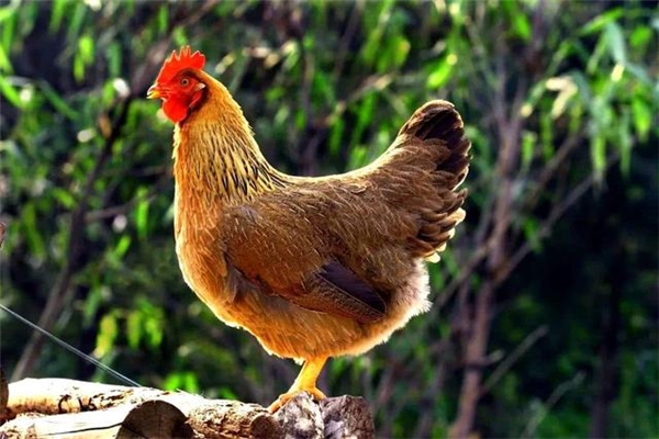 凤中皇清远鸡:全程谷物精制日粮饲喂，持续保证产品质量