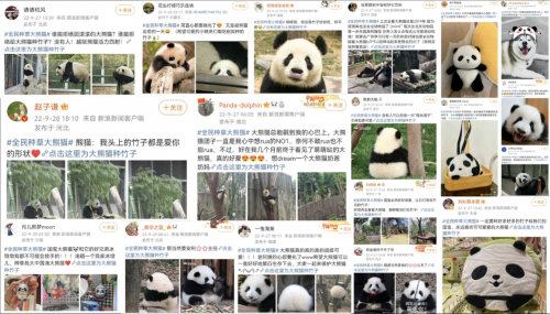 名创优品×中国绿色基金会,携手网友共同为大熊猫种植竹林