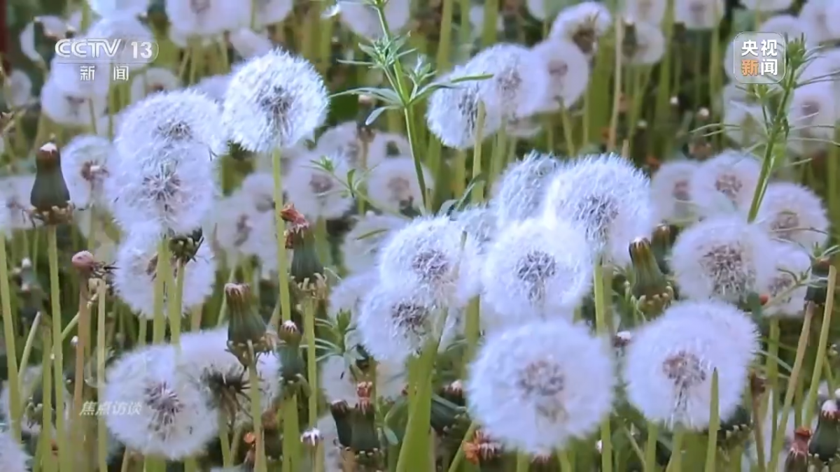 焦点访谈丨电商助力 跑出兴农“加速度”——打通最后一公里