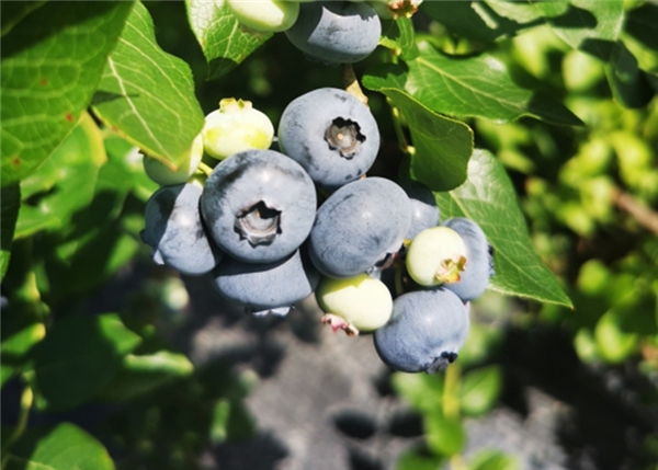 本来生活赋能“长白山蓝莓”：“前一万公里”供应链整合，“最后一公里”品牌化引领