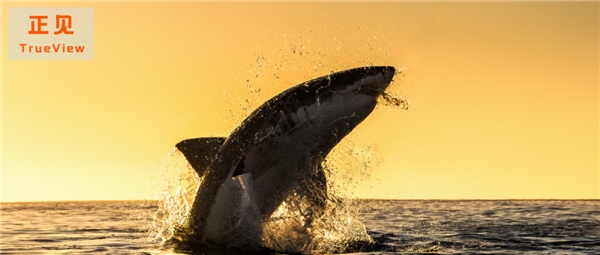 新主播双11预售大爆发，这是斗鱼们争相“游”入淘宝的原因