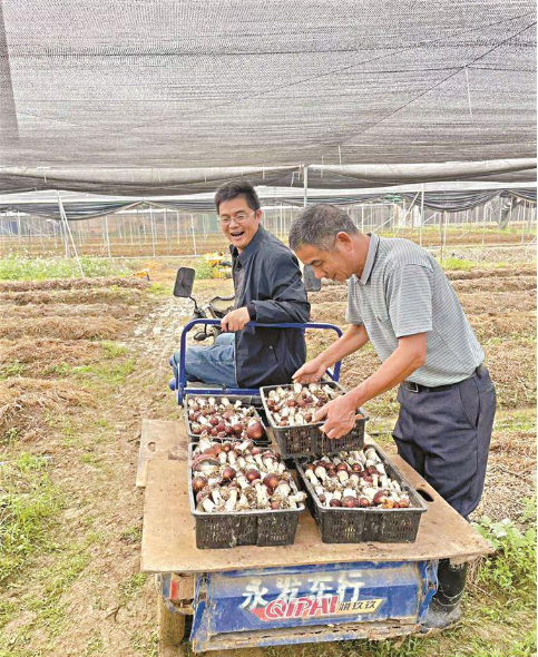 英德市青塘镇青北村:党建引领电商助力 探索高质量发展路