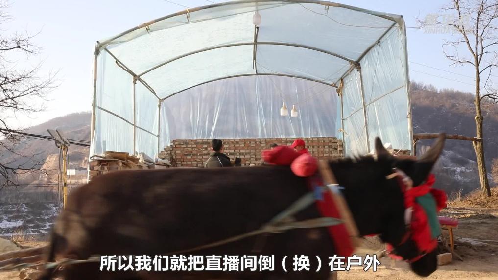 新春走基层丨陕西延安：毛驴+小米 窑洞门口的电商直播开始啦！