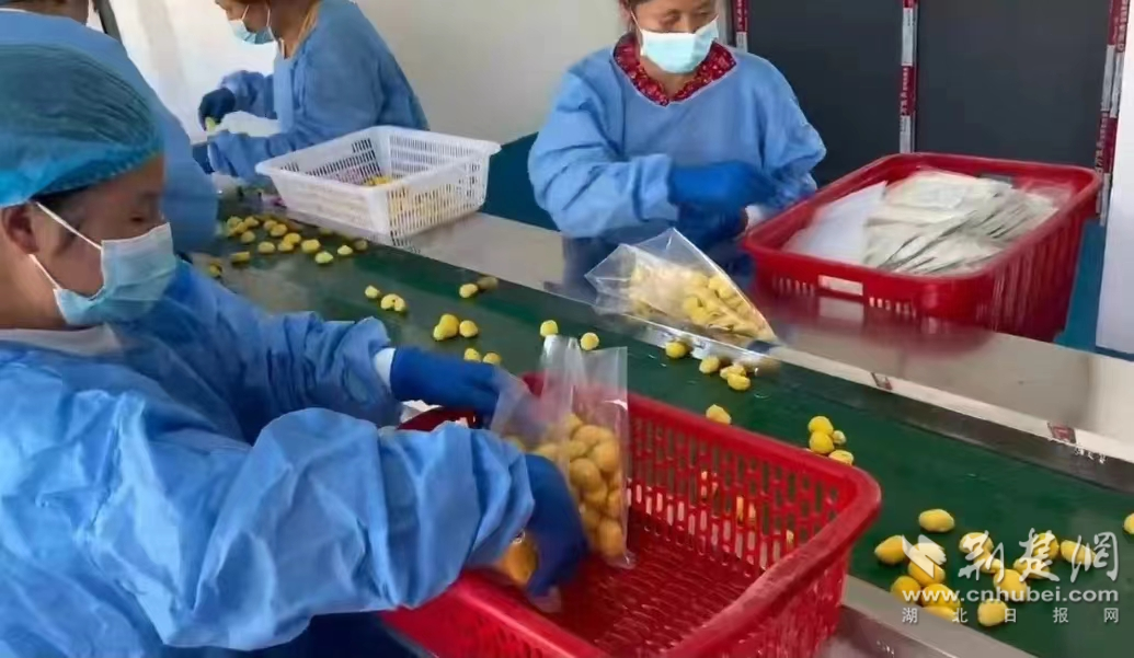 大悟宣化店镇：乡贤带动促电商，电商赋能促振兴