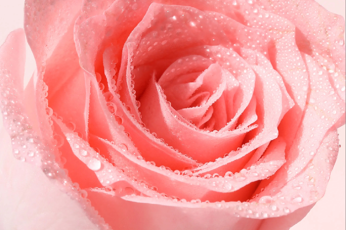 弹动8+minutes洗发露全新升级，突厥蔷薇花水与金黄洋甘菊的完美结合