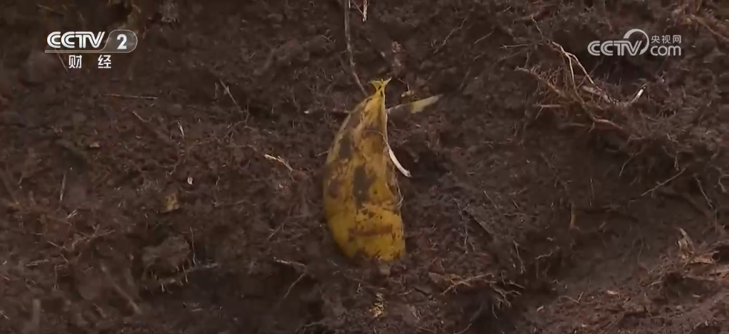 冬来第一鲜、冬捕第一网 “特色养殖+电商”扩宽乡村致富路