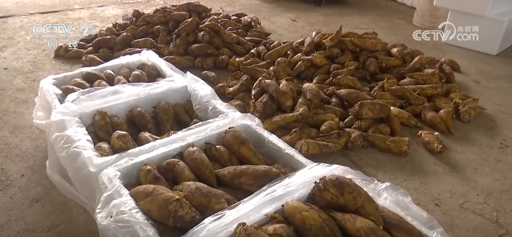 冬来第一鲜、冬捕第一网 “特色养殖+电商”扩宽乡村致富路