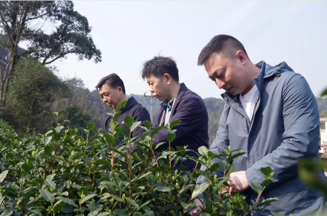 粤桂协作助力资源县边溪茶园活动 推动乡村振兴与农业发展​