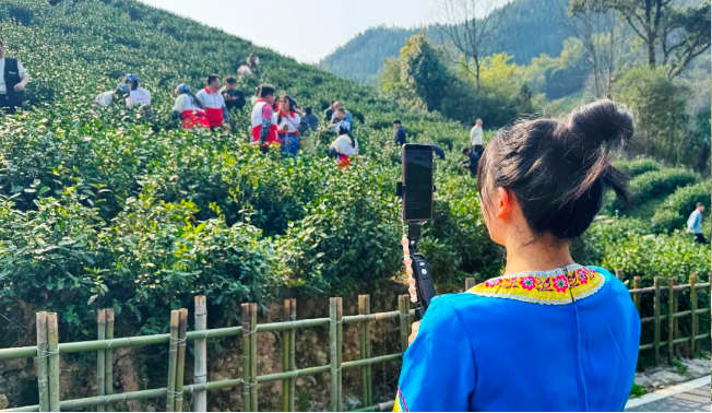 粤桂协作助力资源县边溪茶园活动 推动乡村振兴与农业发展​