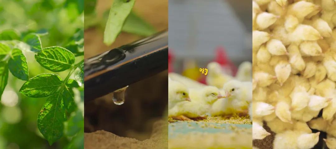 南北非遗与农场 “对话”，藏着麦当劳对自然的匠心