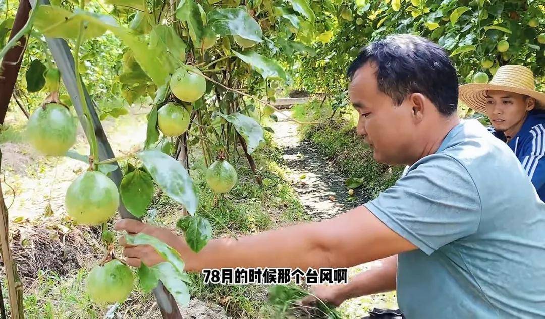 甜过初恋！抖音直播间里的北流百香果，藏着5万果农的财富密码