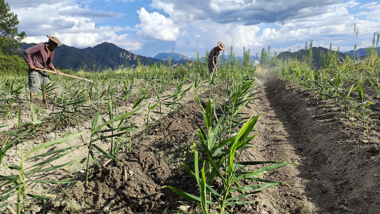 浙江景宁农户19天卖10万单!阿里陪跑计划让50岁“老姜头”变身电商新农人