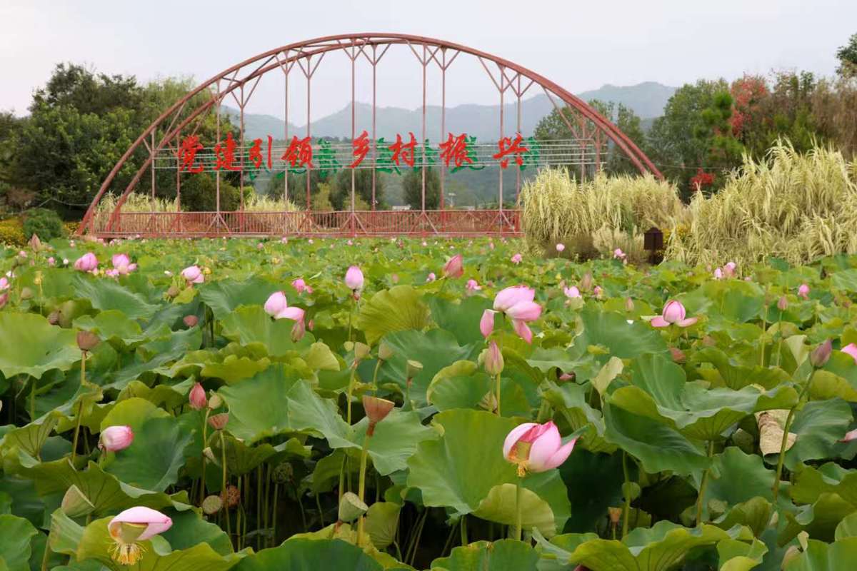云上花旅季首站绽放昆明安宁八街 荷花宴串联花卉、文旅与电商新融合