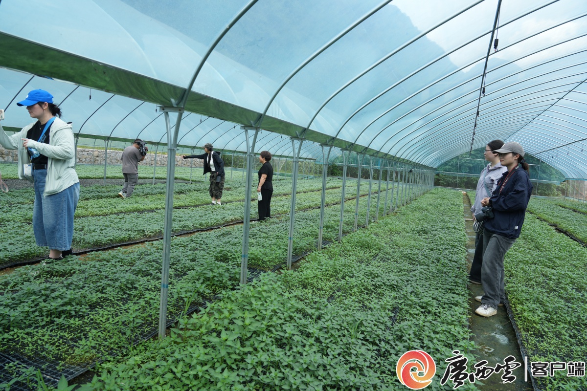 手把手教技能丨粤桂协作都安电商直播培训开课
