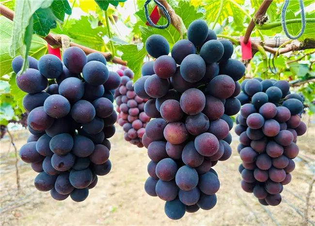 京东七鲜11.11开启“好吃水果相亲计划”!同步上线“好吃水果榜”