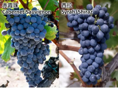 80 年老藤红酒凭啥圈粉?特菲缇五星与罗曼尼康帝诠释:浓缩才是精华!