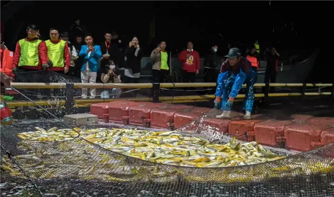 京东生鲜与宁德霞浦政府深化战略合作,助力大黄鱼“游”进寻常百姓的餐桌