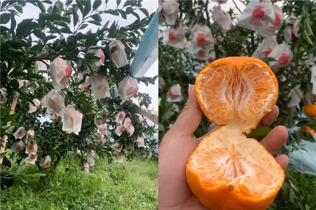 京东生鲜“包园”耙耙柑12月18日上线,4.5斤19.8元畅享自然鲜甜