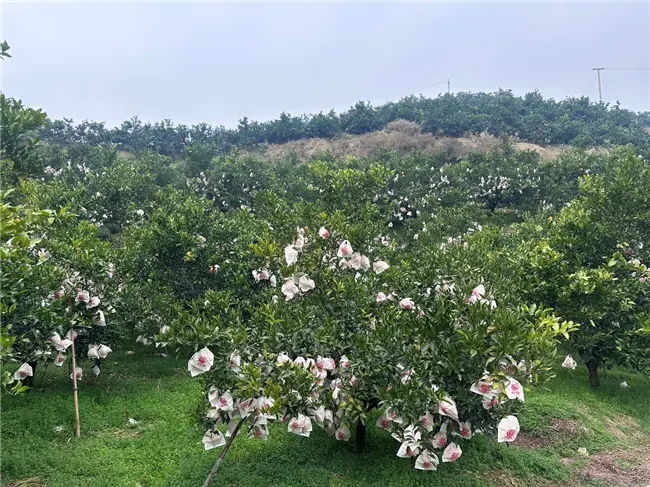 京东生鲜“包园”耙耙柑12月18日上线,4.5斤19.8元畅享自然鲜甜