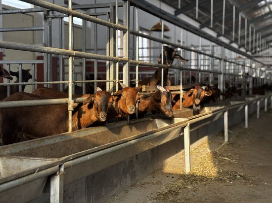 秦巴沃土育珍馐，科技赋能兴羊业​——南江黄羊产业的生态密码与升级之路