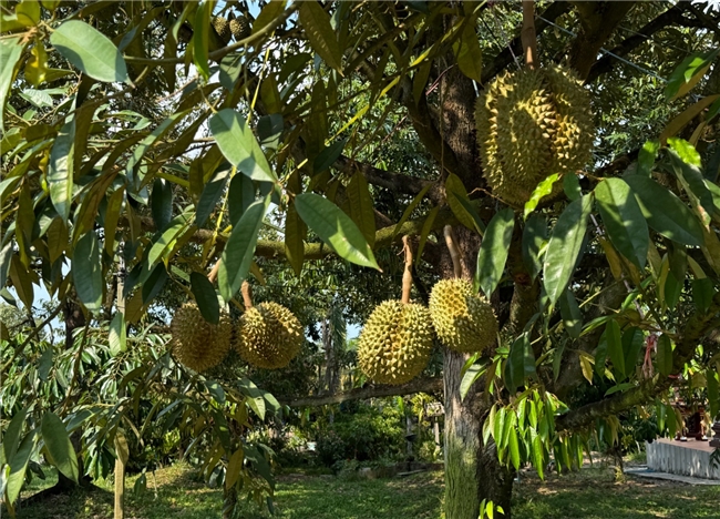 京东生鲜举办鲜榴莲供应链对接大会，助力三方商家掘金2026年榴莲季