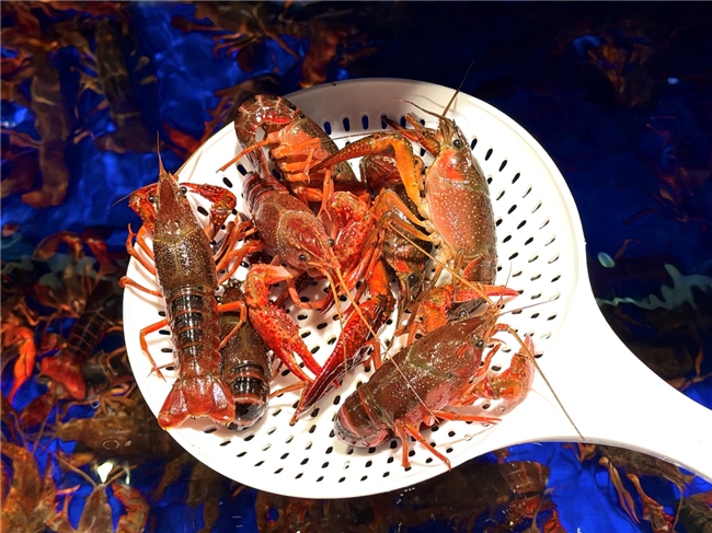 出游、减脂好物一站备齐！京东七鲜月中回馈日全品类“满99减20”