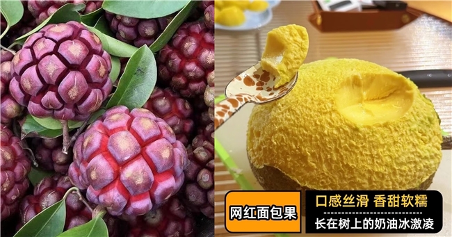 暮春尝鲜天花板！京东生鲜全球寻鲜，这十款稀缺珍果好吃又出片