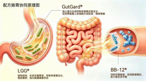 2026热门养胃益生菌测评:日常养护,养胃益生菌怎么选