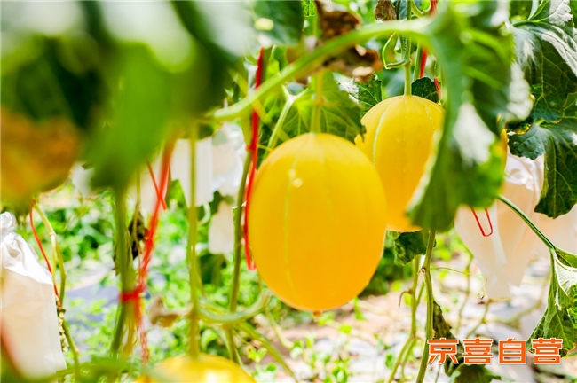 京东京喜与宁夏银川政府达成助农合作 让沙漠蜜瓜走向全国
