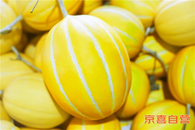 京东京喜与宁夏银川政府达成助农合作 让沙漠蜜瓜走向全国