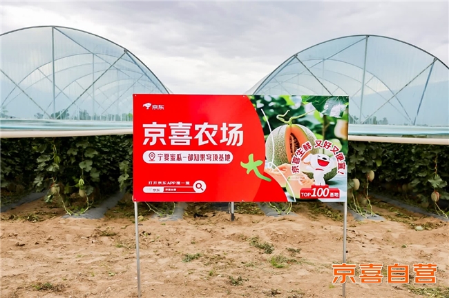 京东京喜与宁夏银川政府达成助农合作 让沙漠蜜瓜走向全国